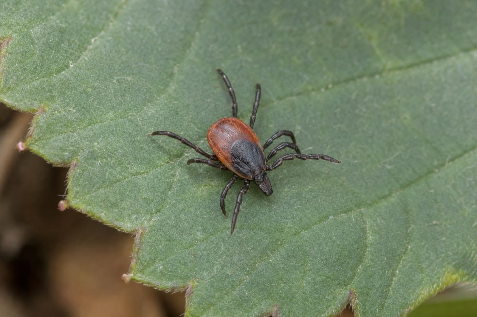 Deer tick — identification photo