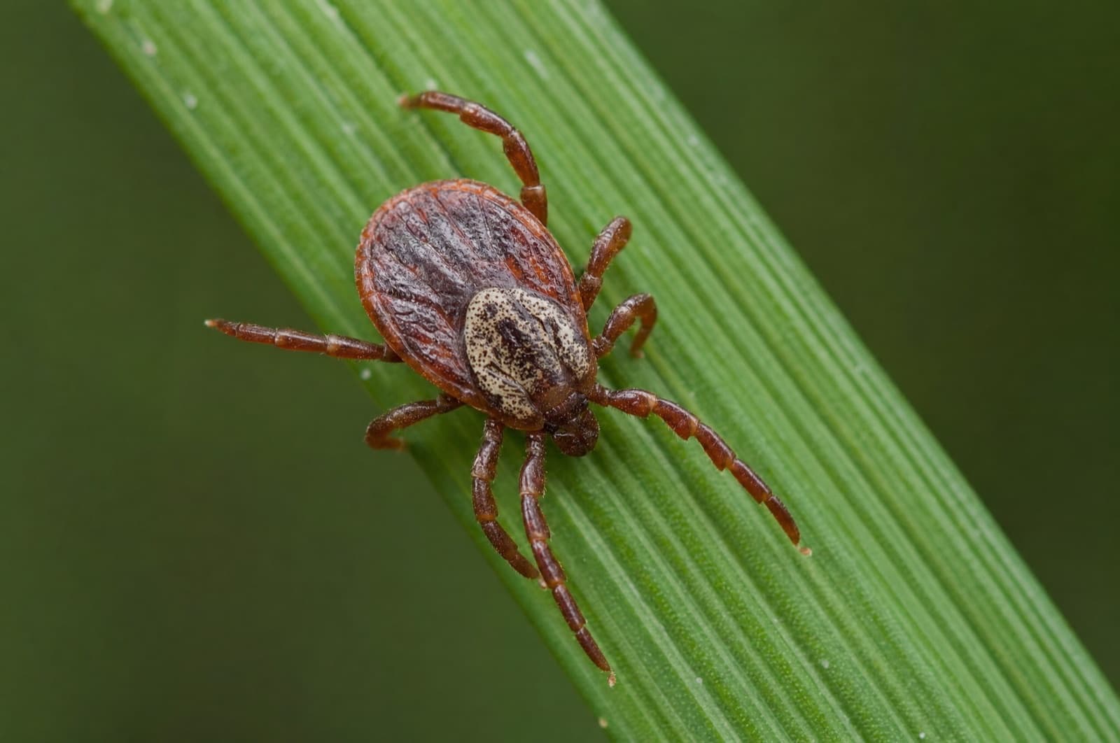 Dog Tick — species photo
