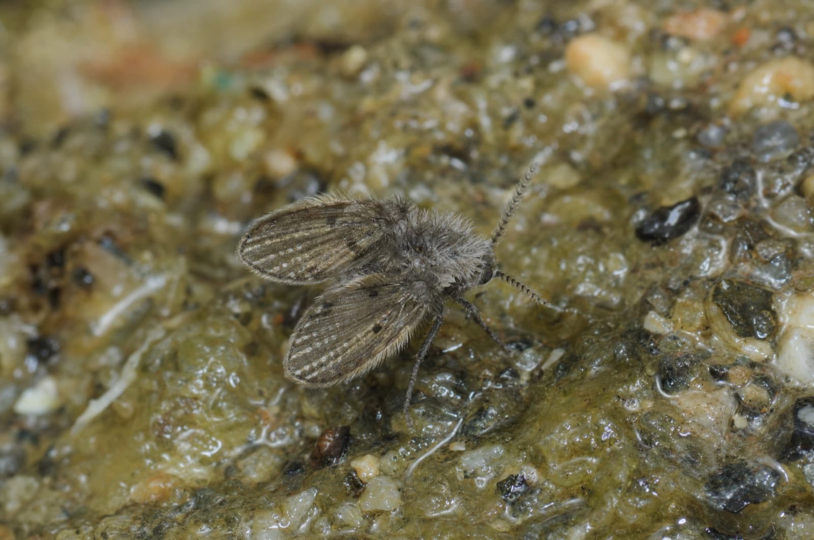 Drain fly — identification photo