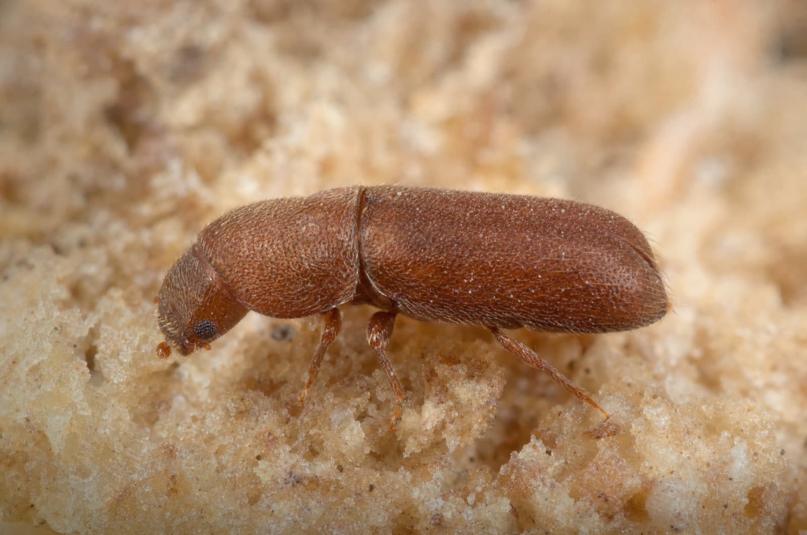 Drugstore Beetle — species photo