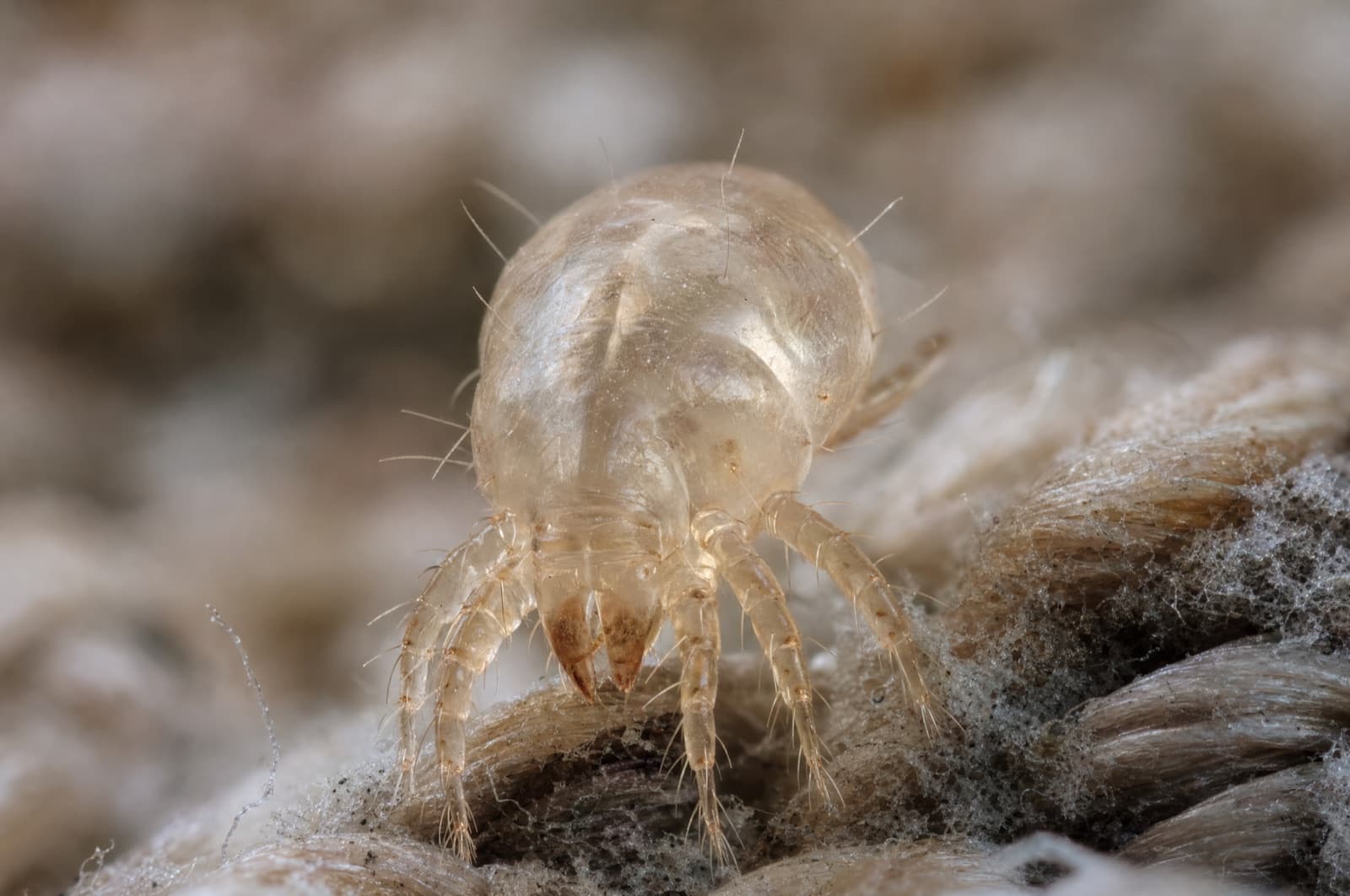 Dust Mite — species photo