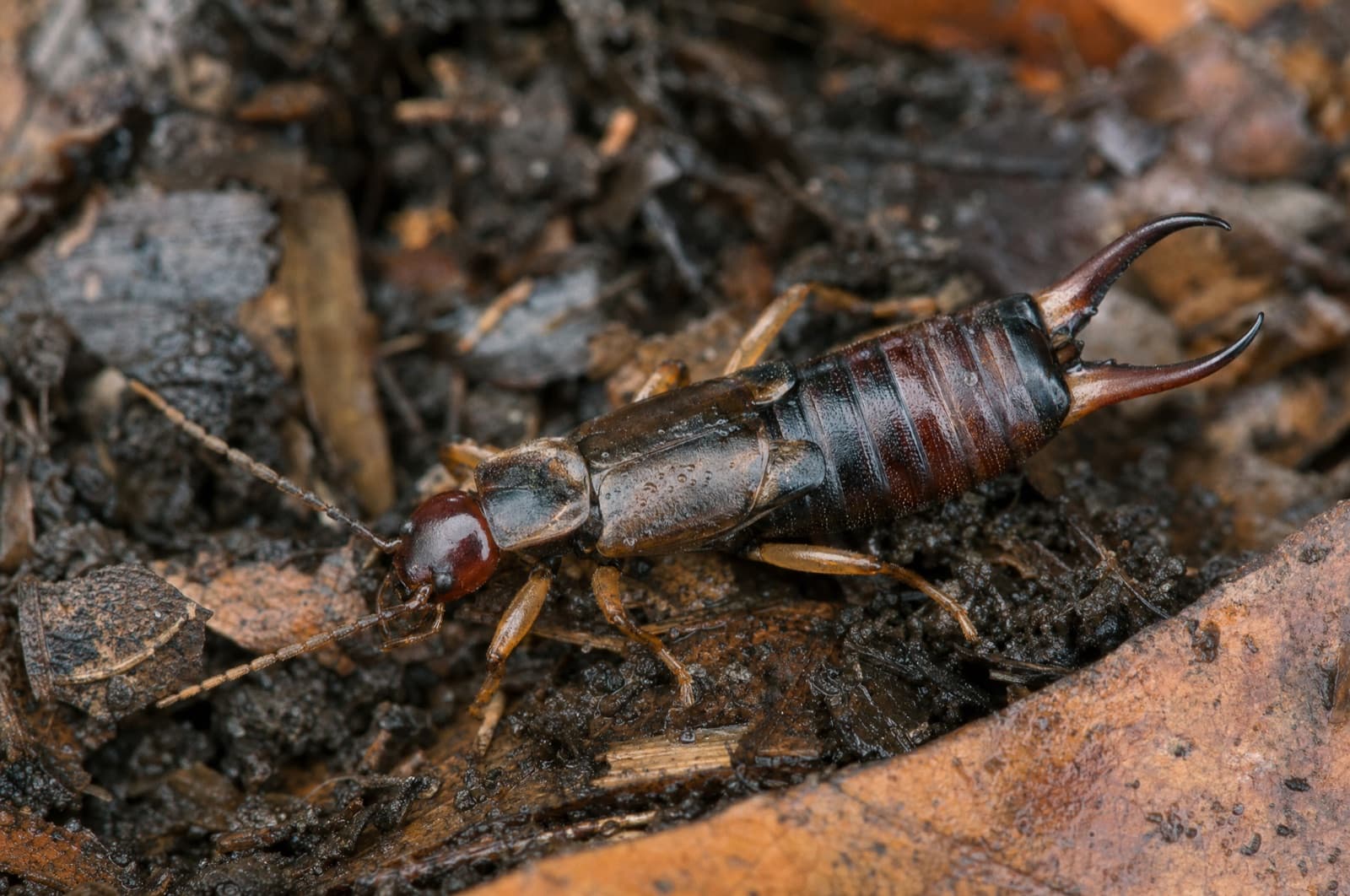 Earwigs — species photo
