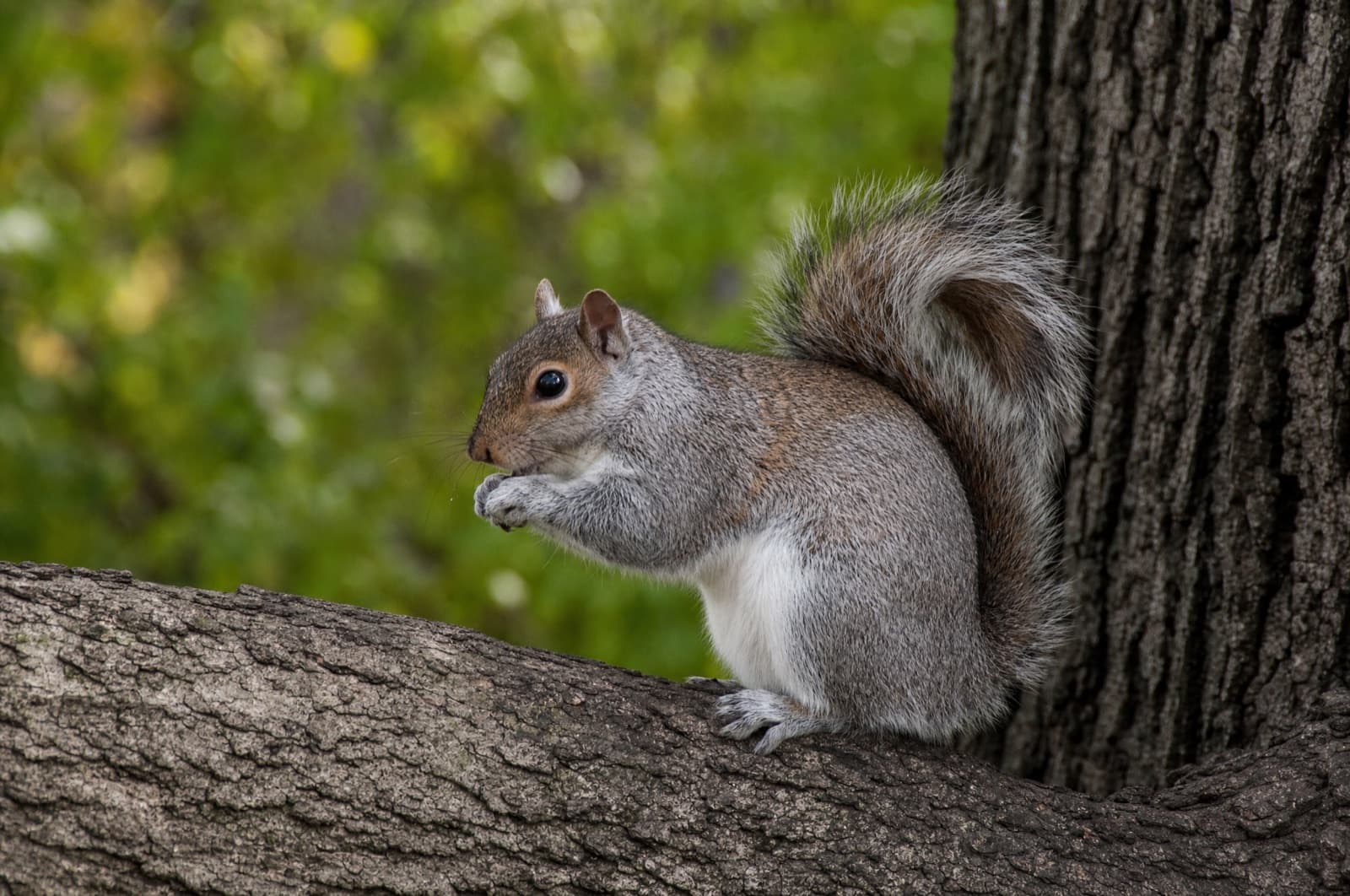 Eastern Gray Squirrel — species photo