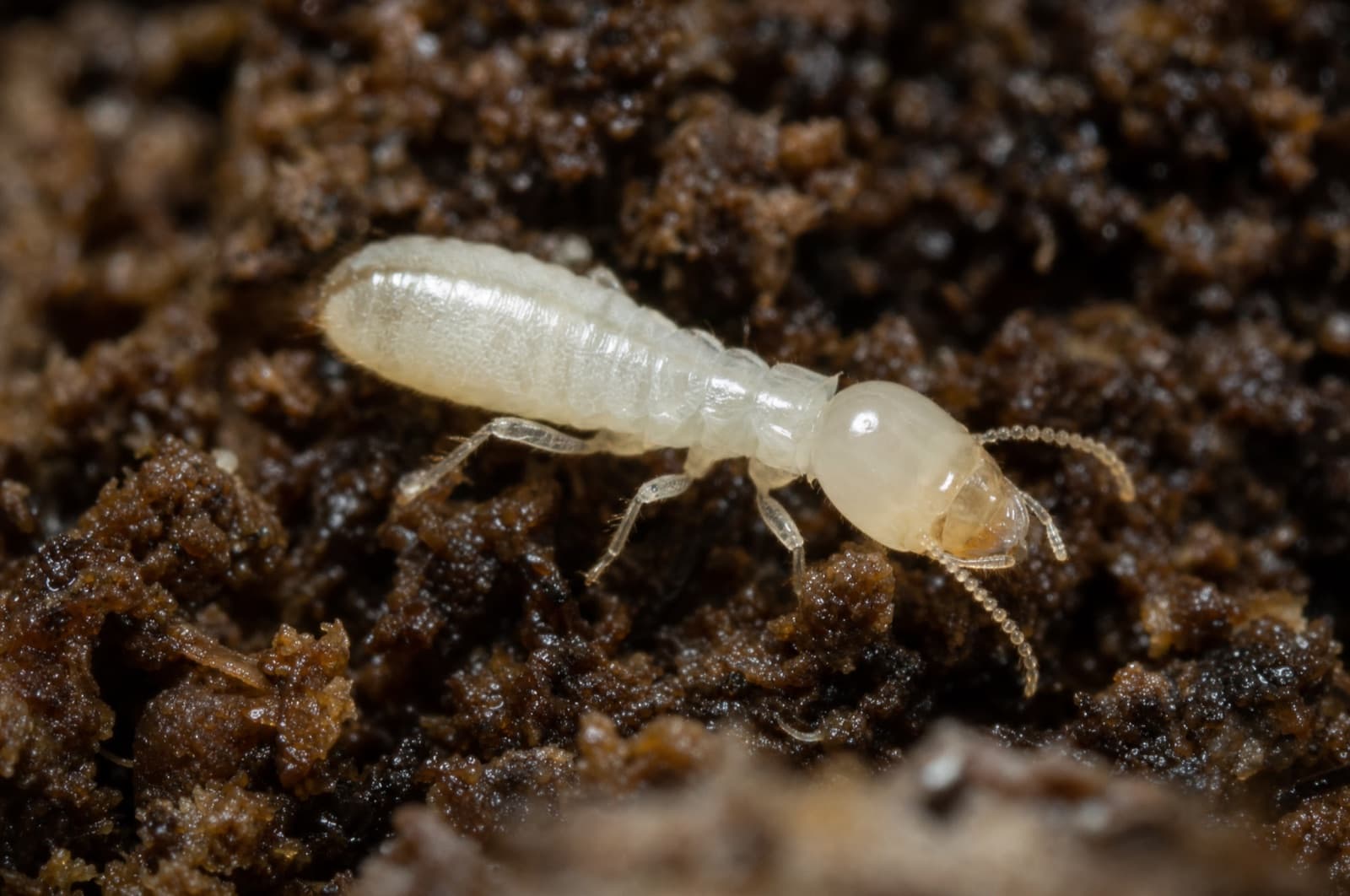 Eastern Subterranean Termite — species photo