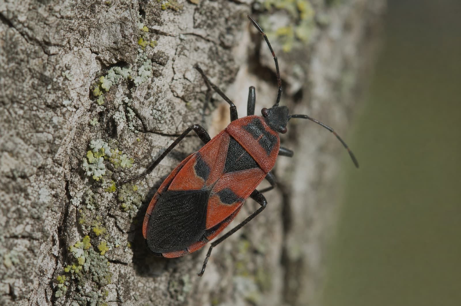 Elm Seed Bug — species photo