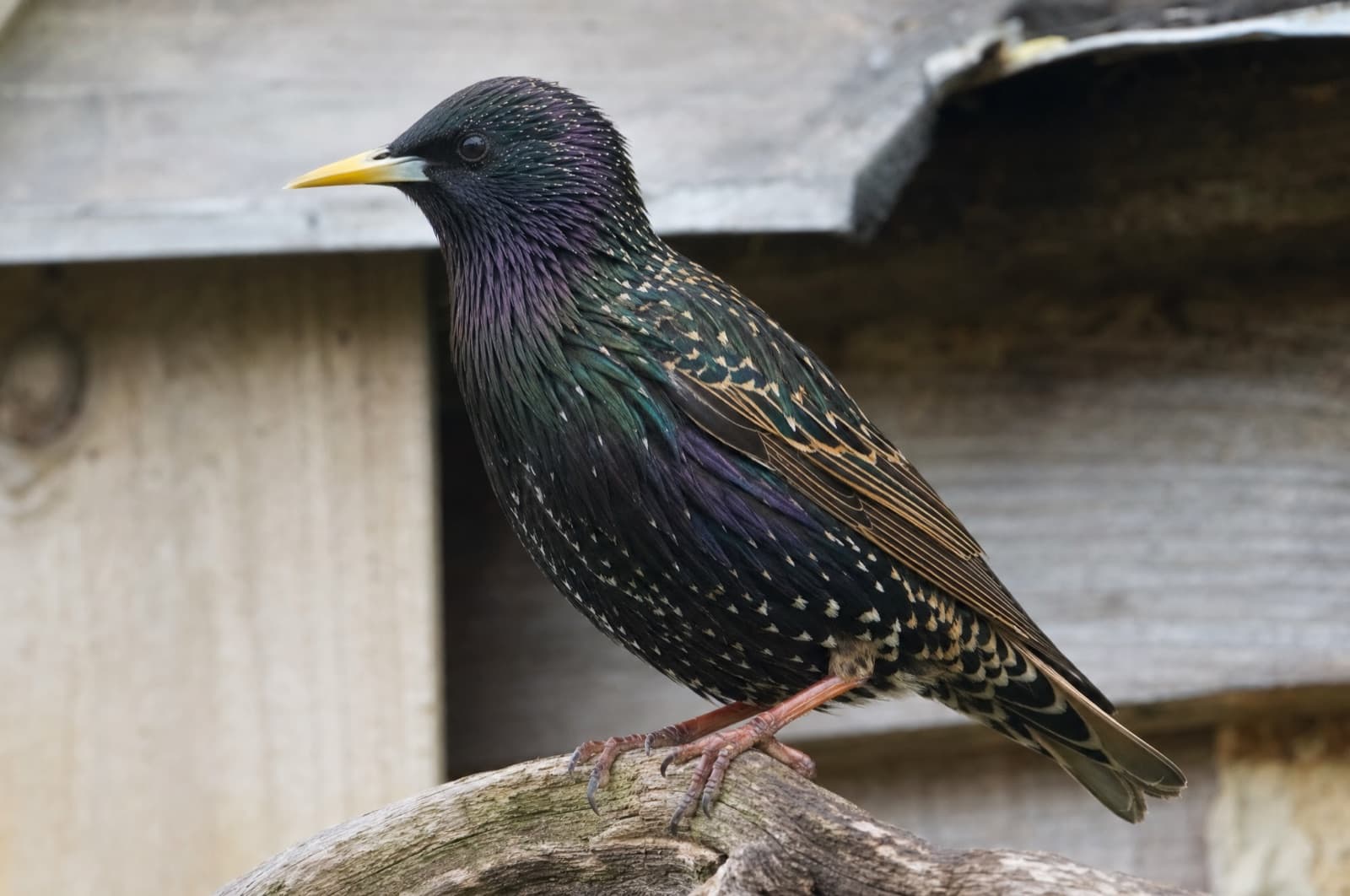European Starling — species photo