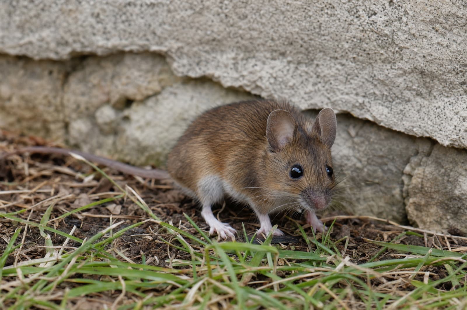 Field Mouse — species photo