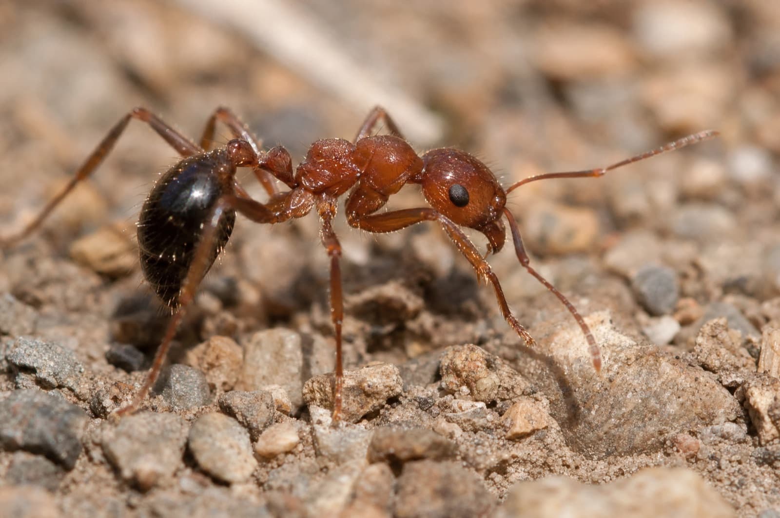 Fire Ants — species photo