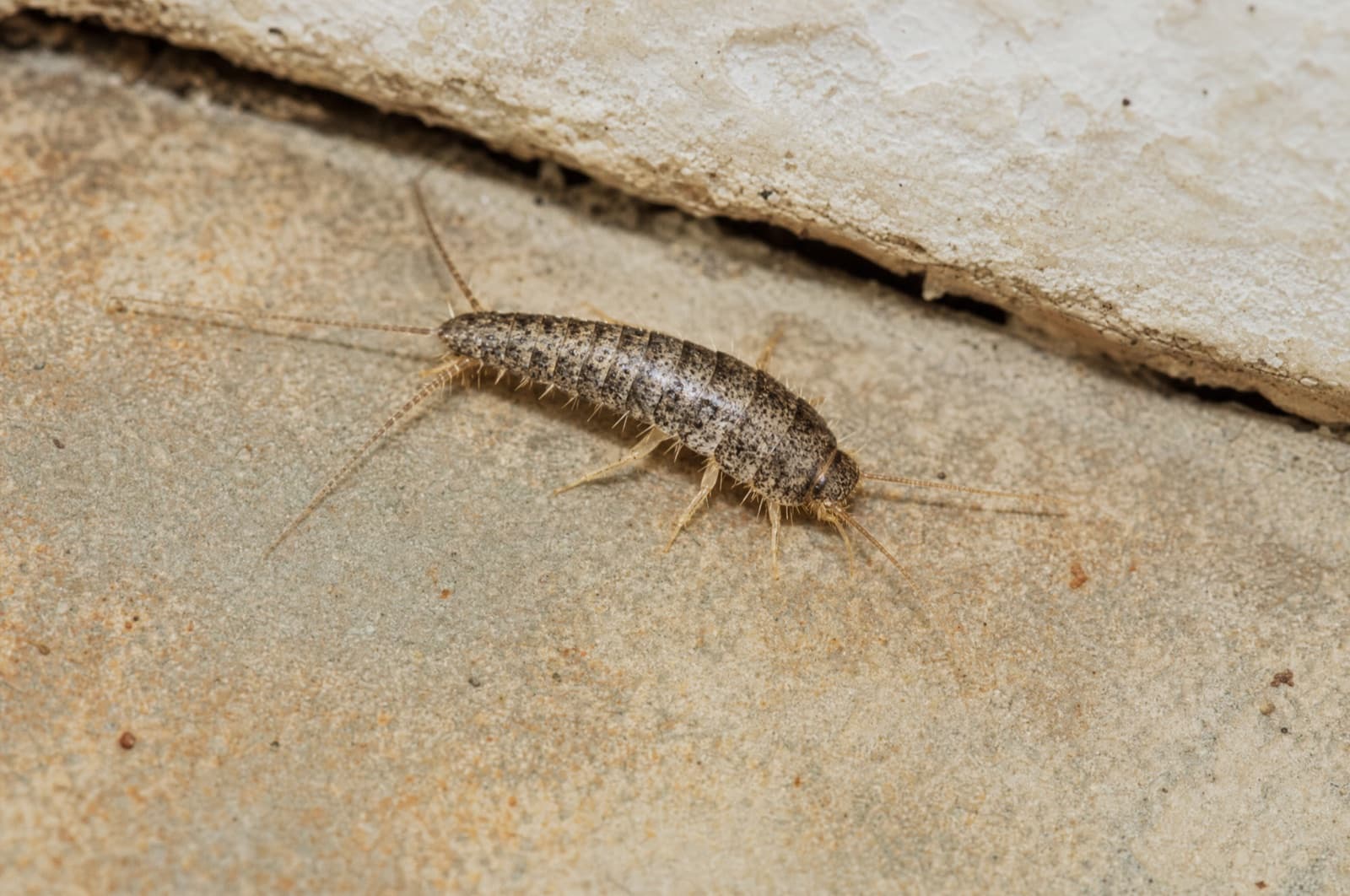 Firebrat — identification photo