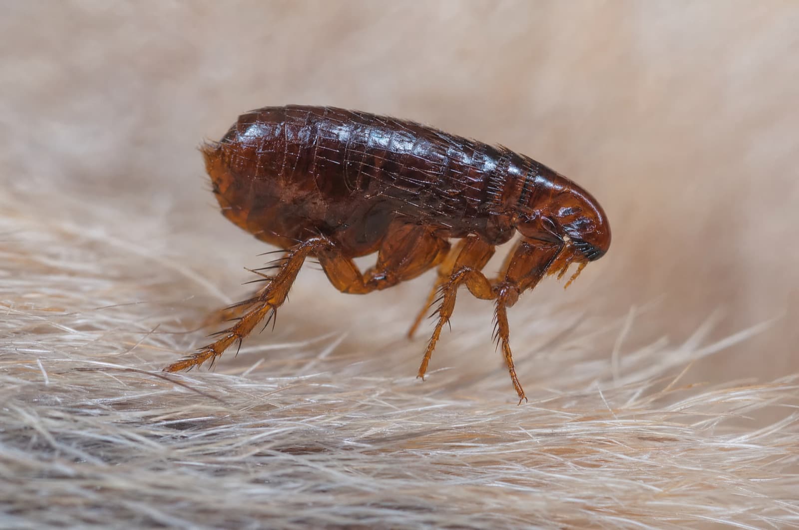 Fleas — species photo