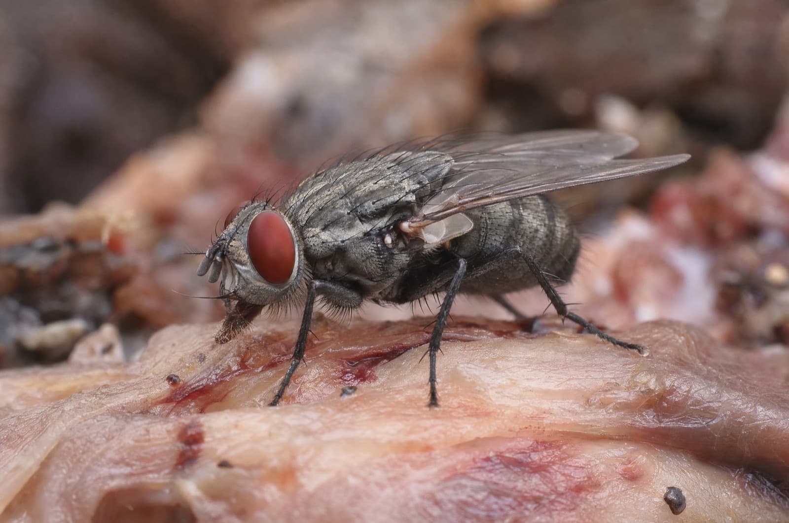 Flesh Fly — species photo