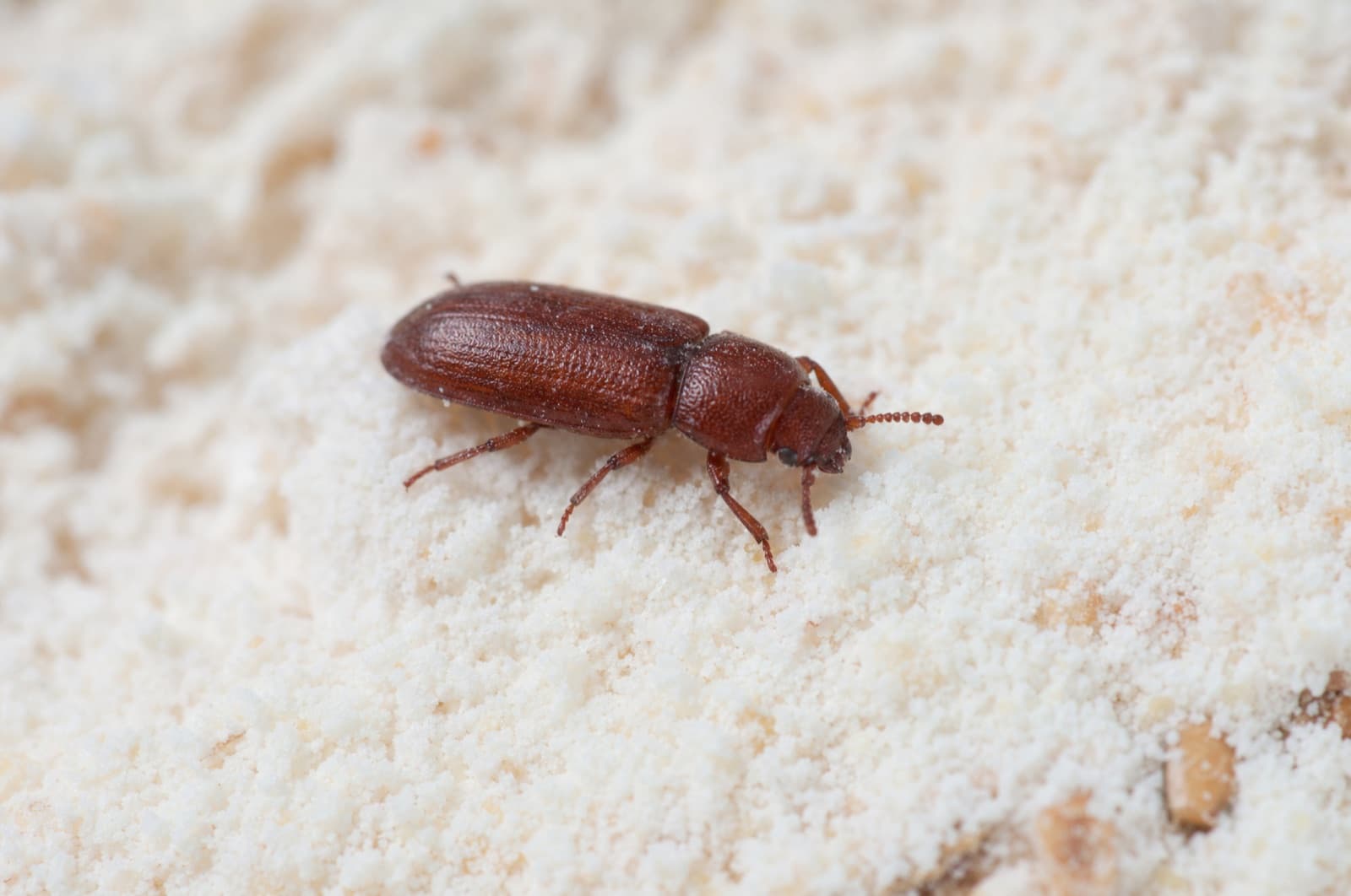Flour Beetle — species photo
