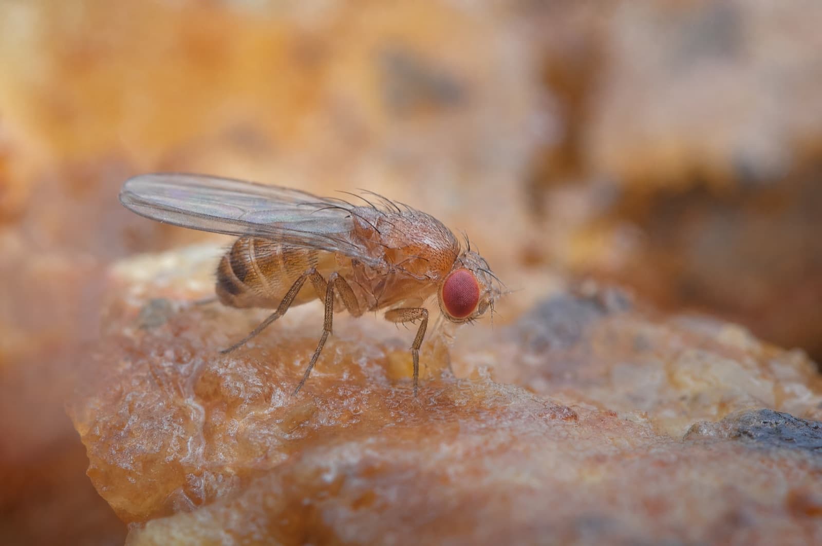 Fruit Fly — species photo