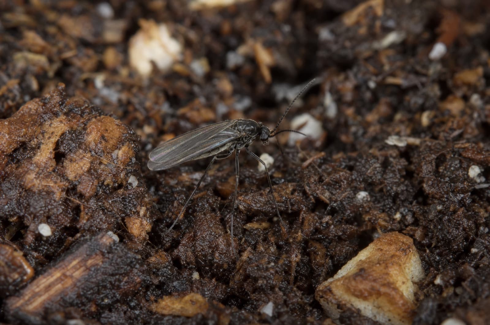 Fungus Gnat — species photo