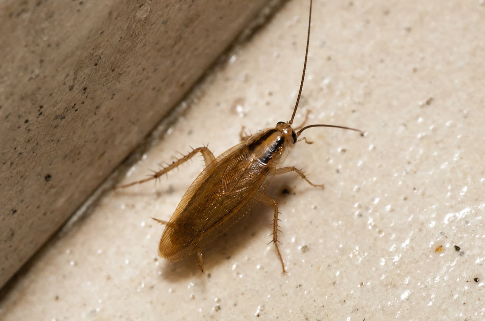 German Cockroaches — species photo