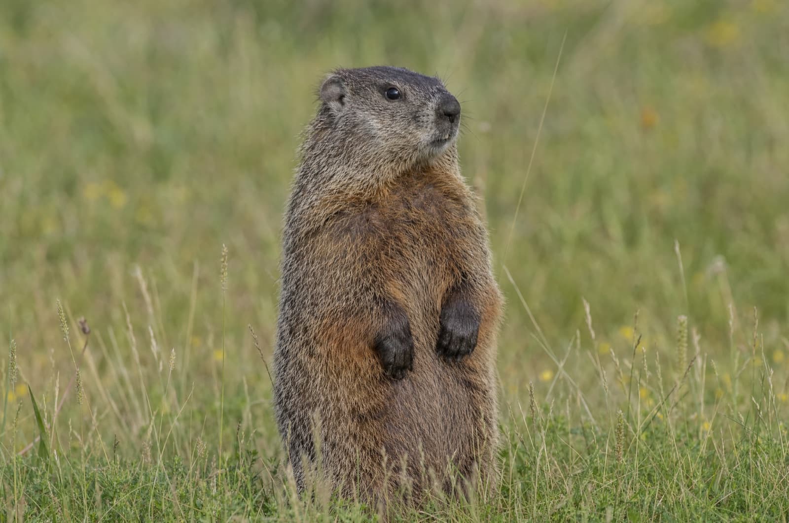 Groundhog — species photo