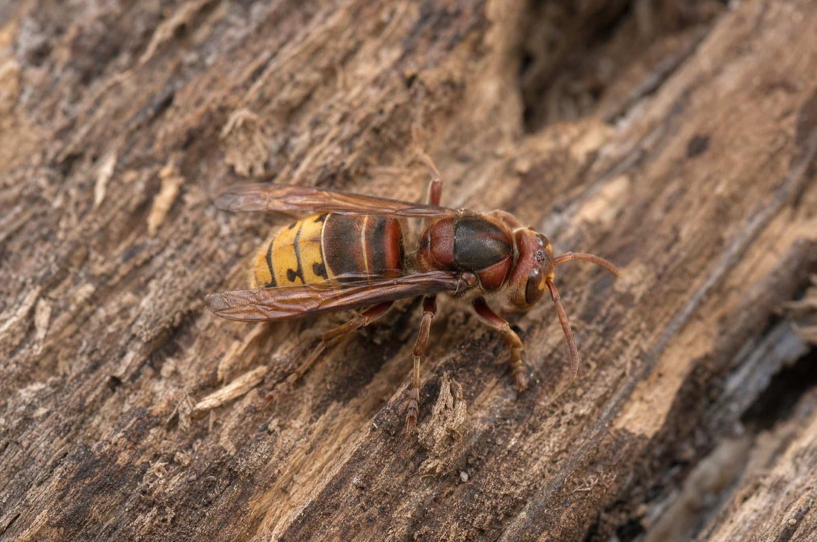 European hornet — identification photo