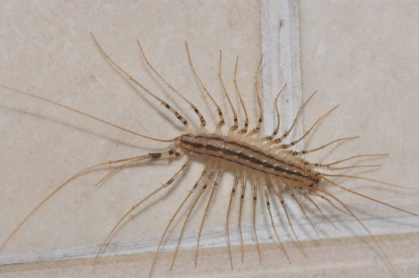 House Centipede — species photo