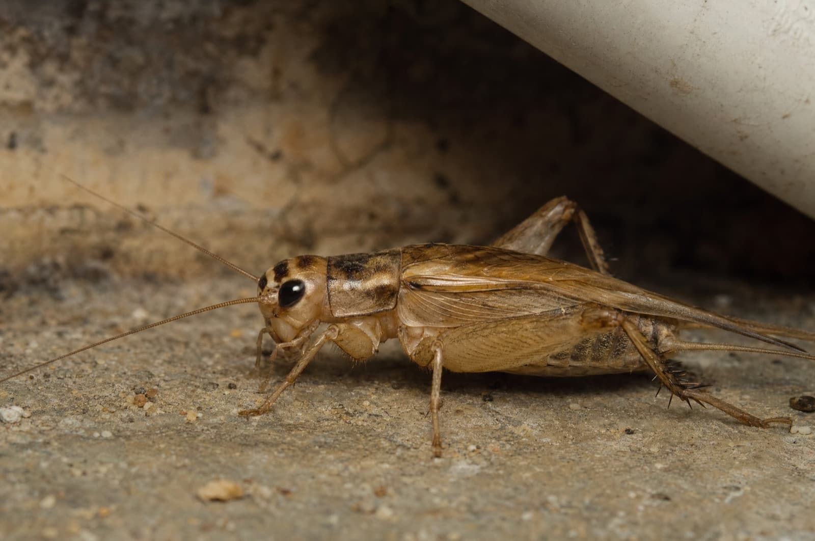 House Cricket — species photo