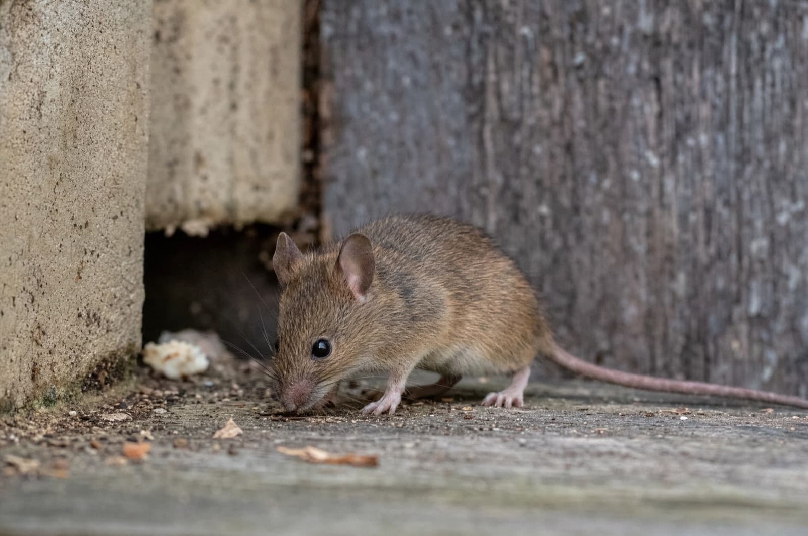 House Mouse — species photo