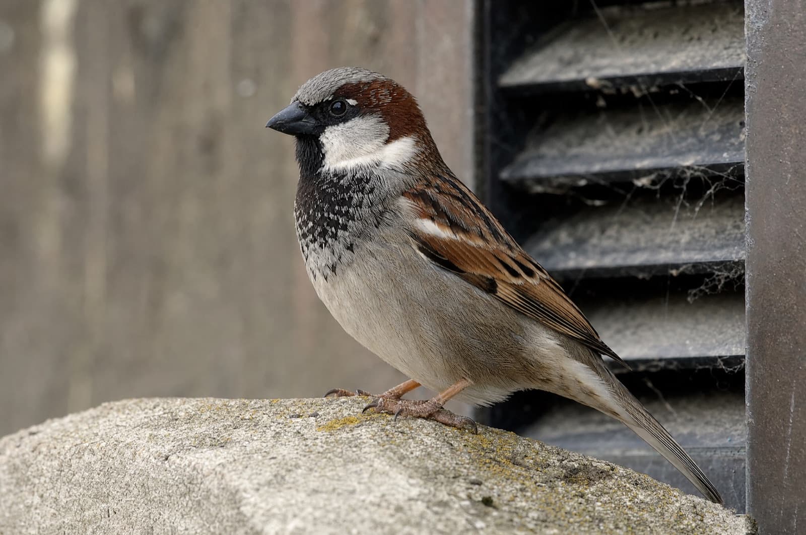 House Sparrow — species photo