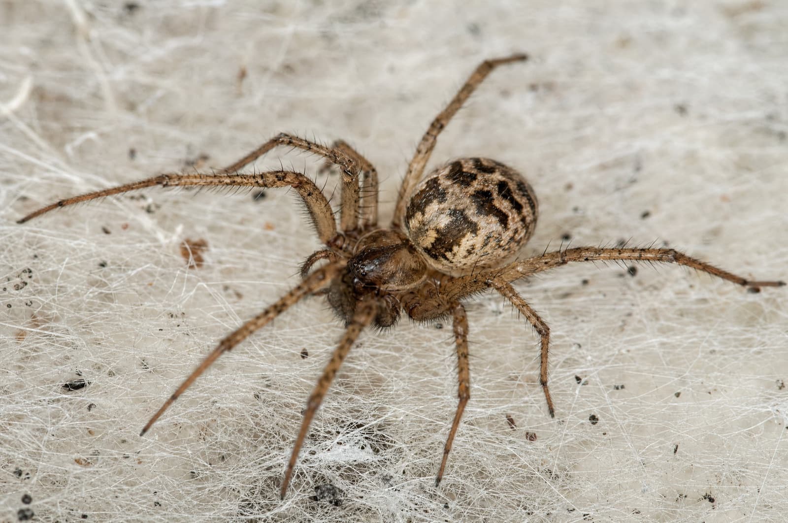 Common house spider — identification photo