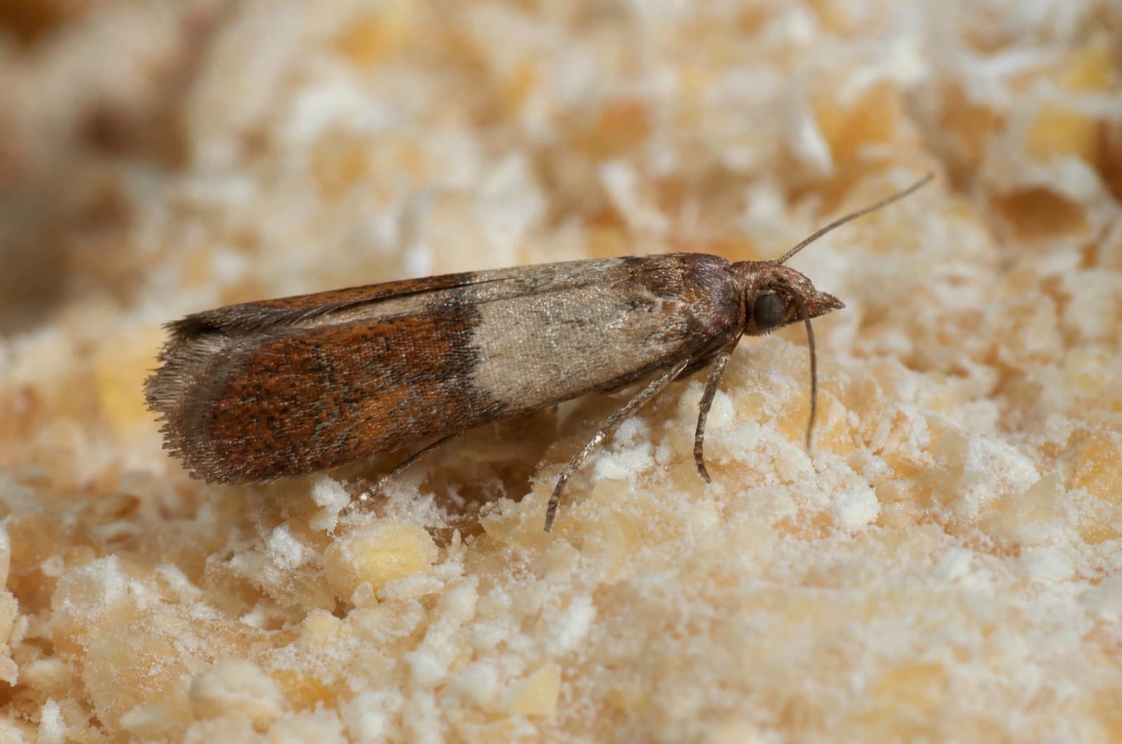 Indian Meal Moth — species photo