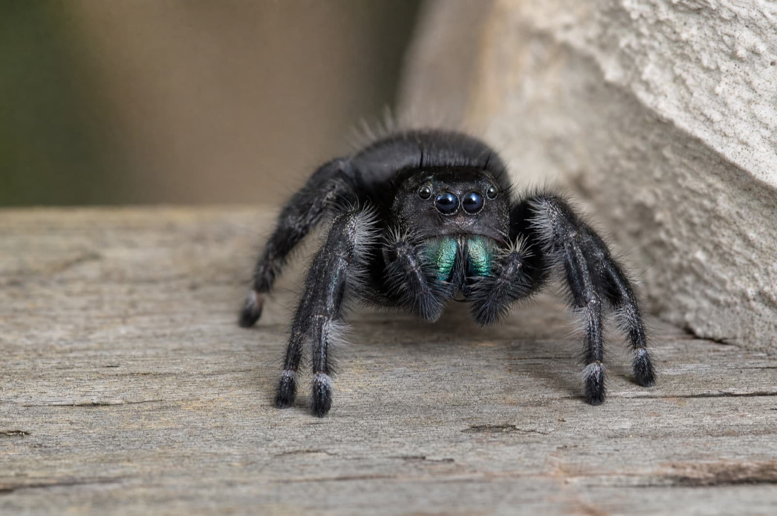 Jumping Spider — species photo