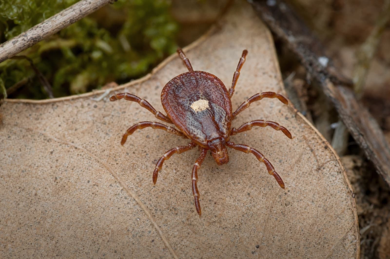 Lone Star Tick — species photo