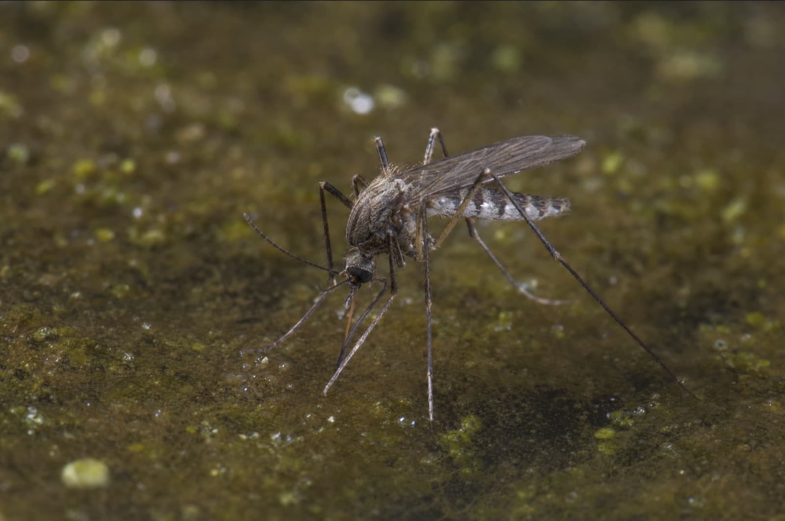 Mosquito — species photo