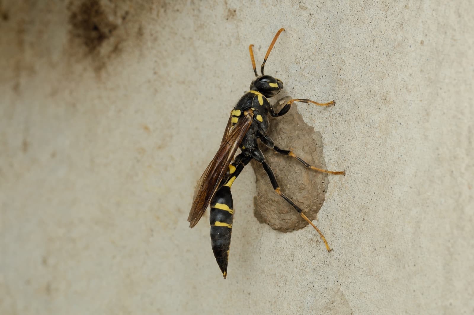 Mud Dauber — species photo