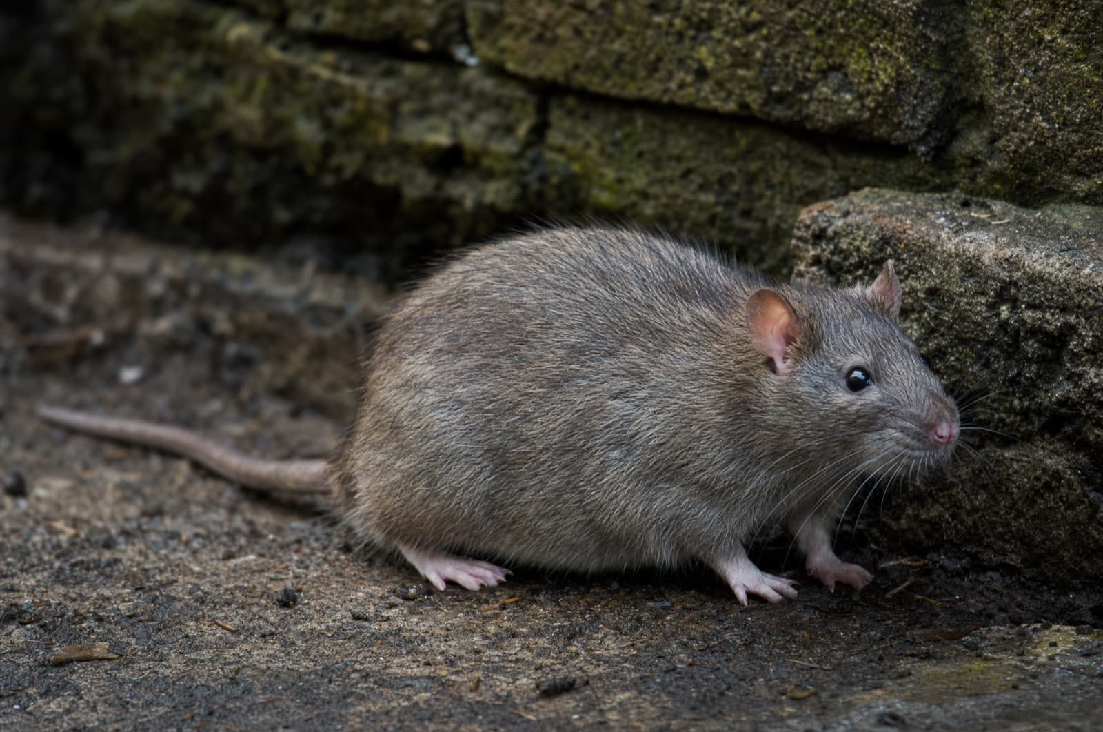Norway Rat — species photo