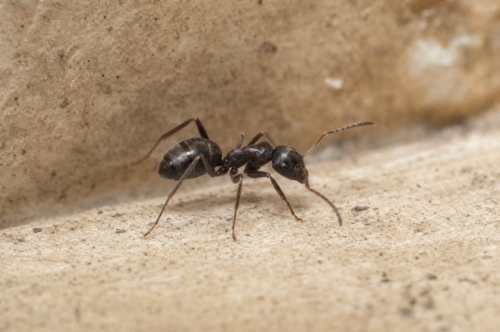 Odorous House Ant — species photo