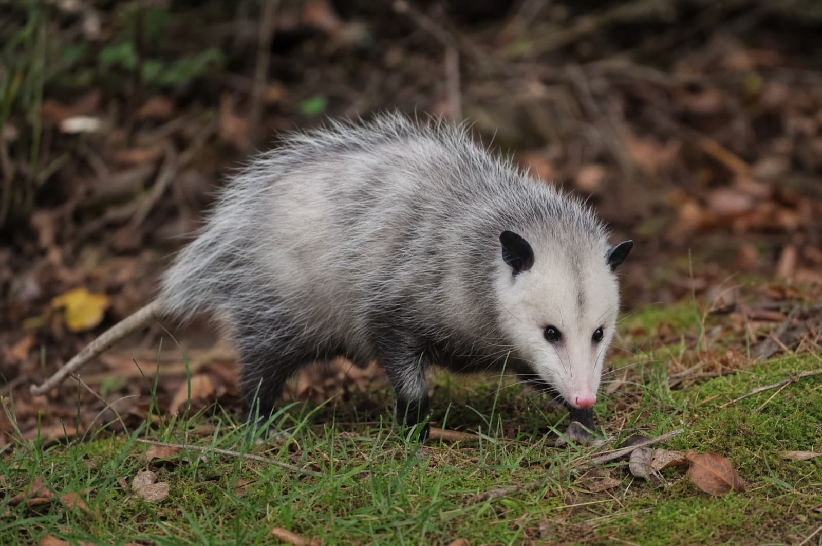 Opossum — species photo