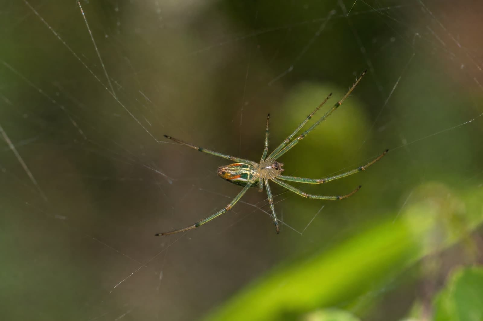Orchard Orbweaver — species photo