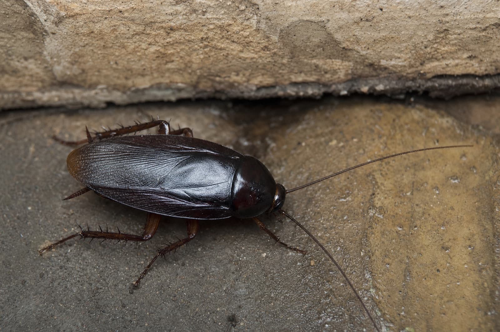 Oriental Cockroach — species photo