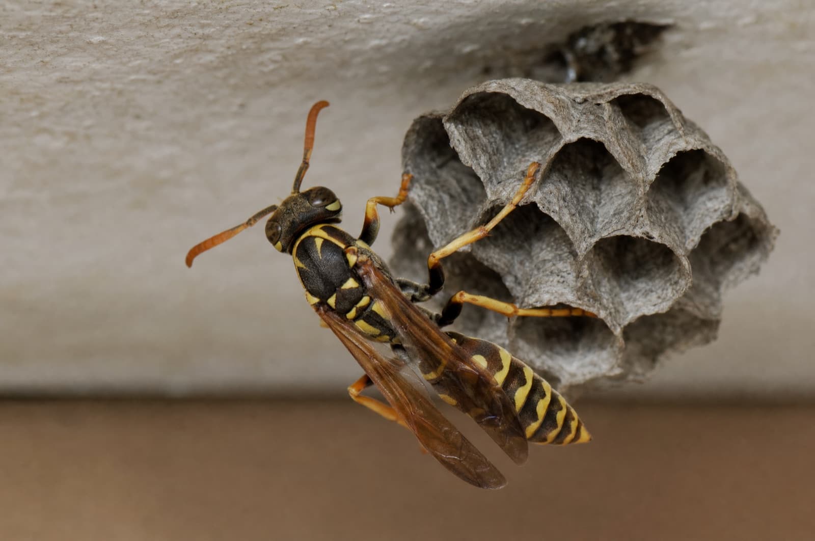 Paper Wasp — species photo