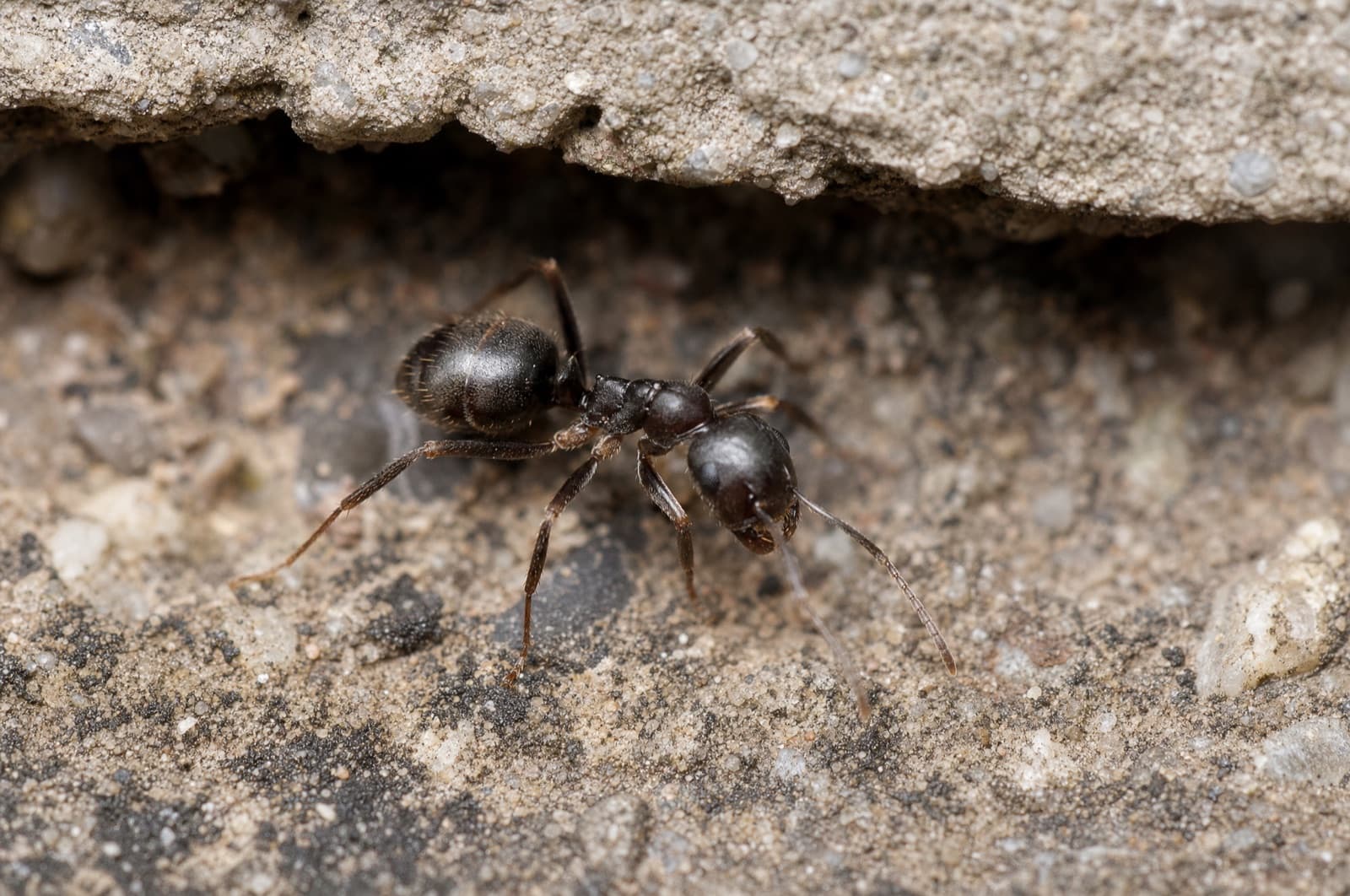 Pavement Ant — species photo