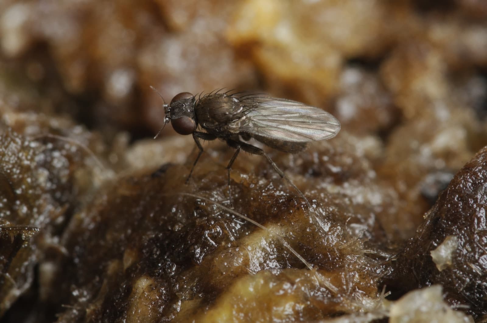 Phorid Fly — species photo