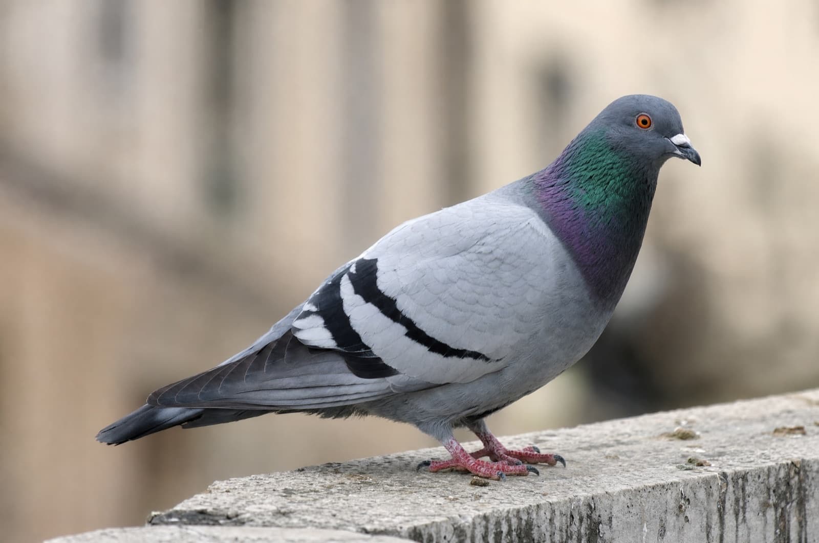 Pigeon — species photo