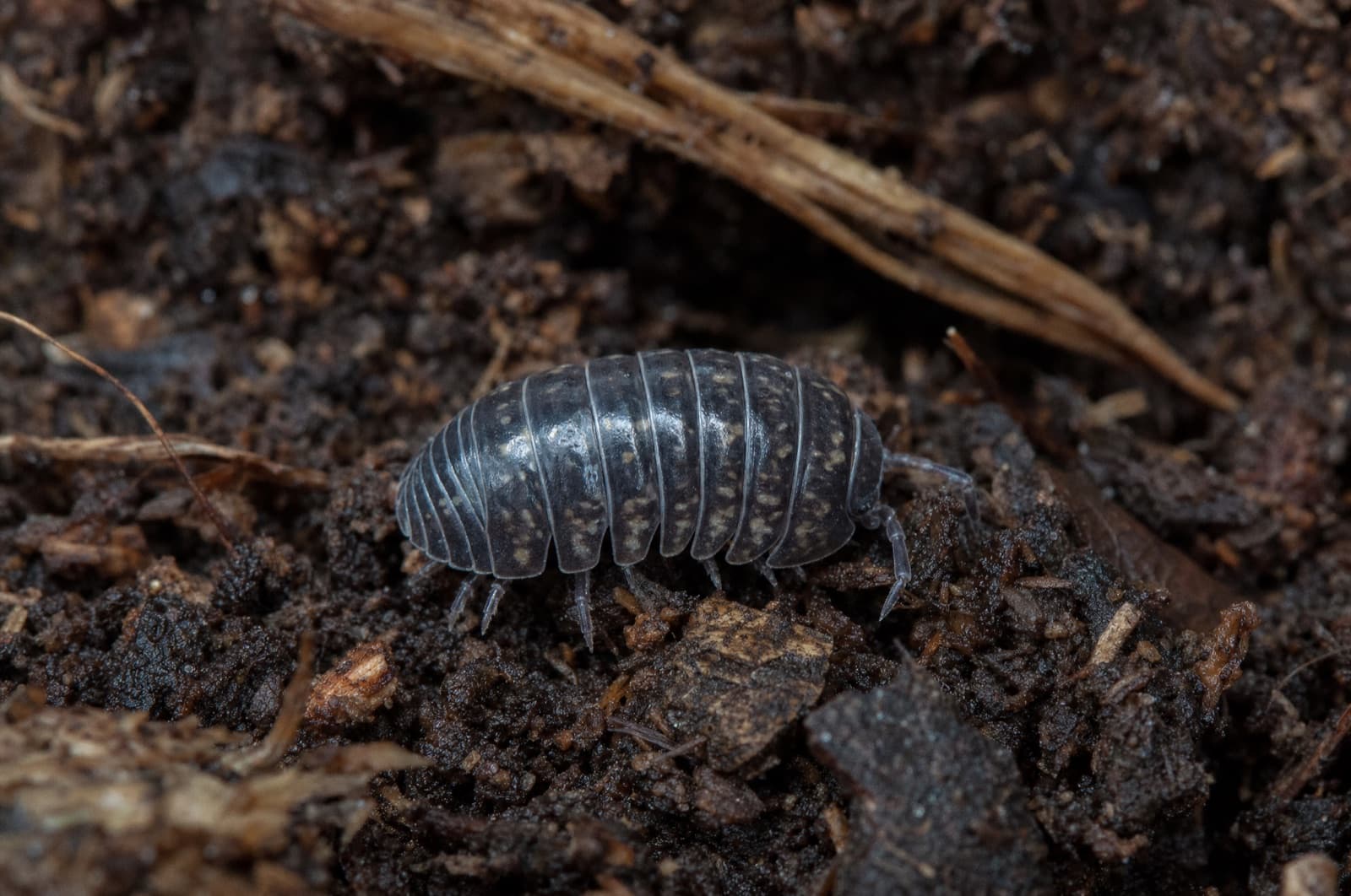 Pillbug — species photo