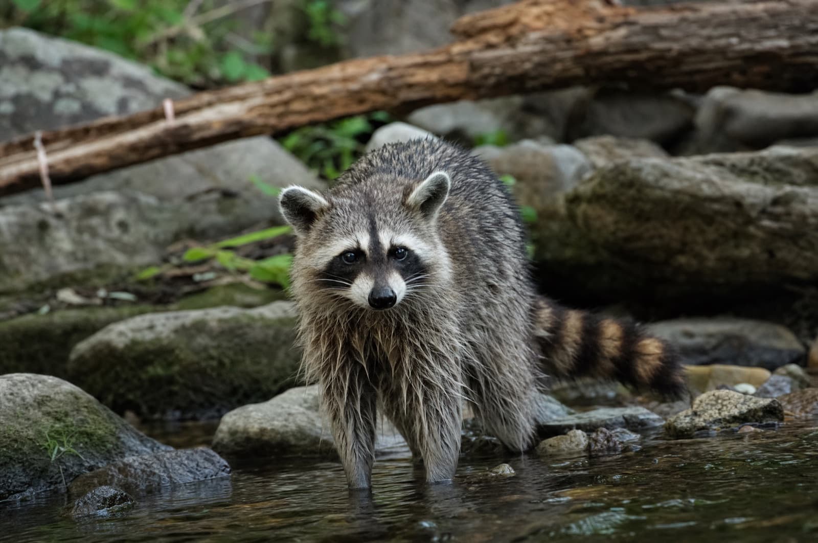 Raccoon — species photo