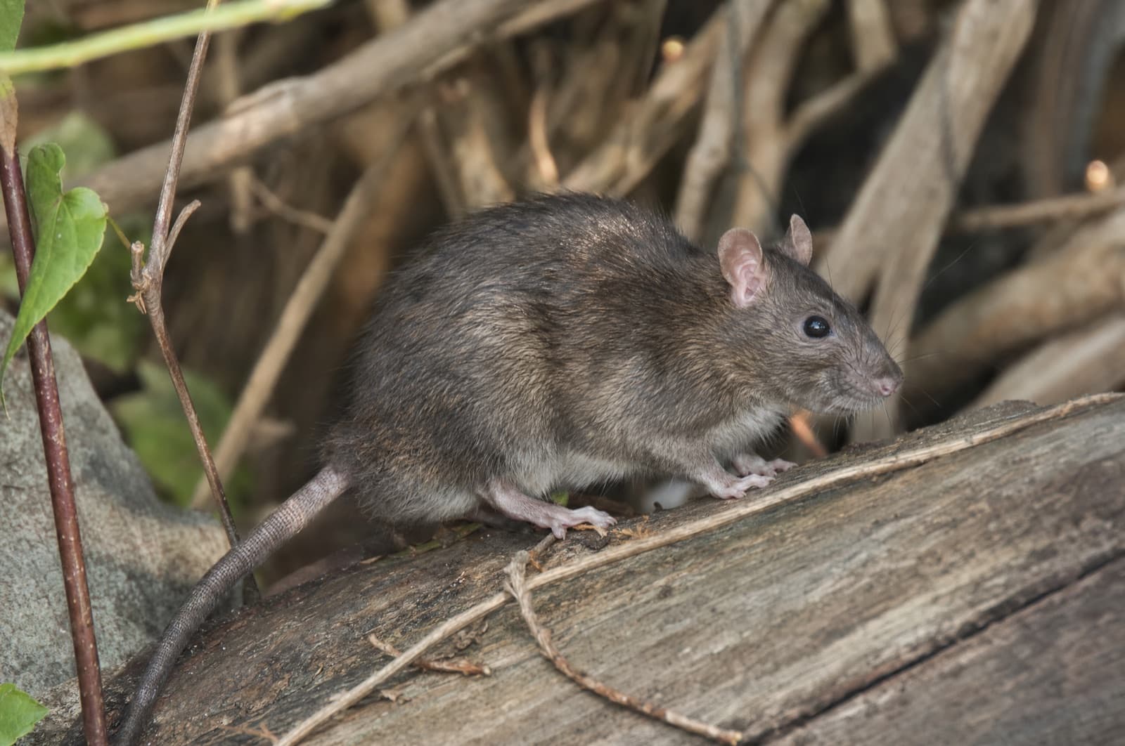 Roof Rat — species photo