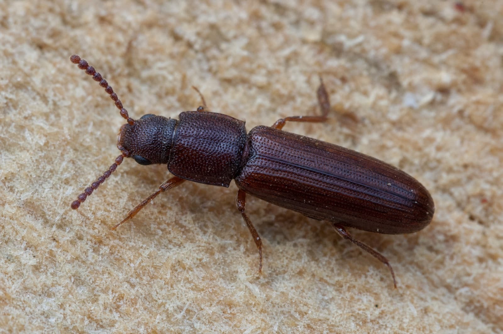 Sawtoothed Grain Beetle — species photo