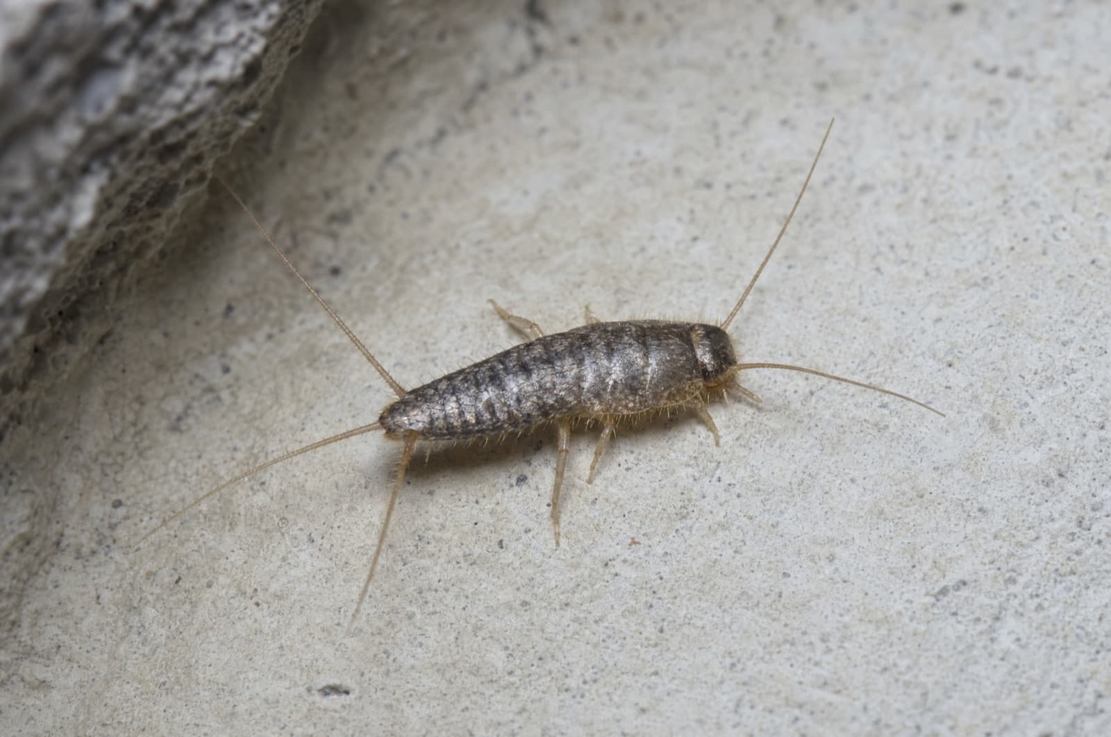 Silverfish — species photo