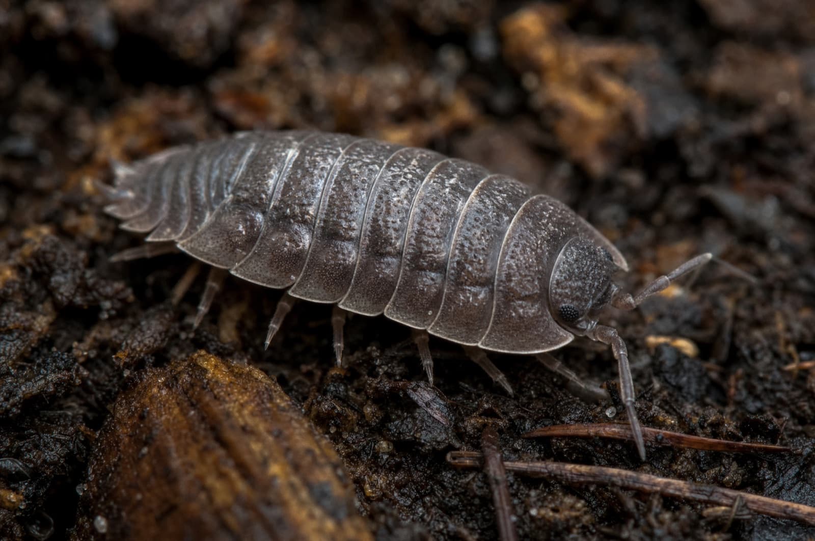 Sowbug — identification photo