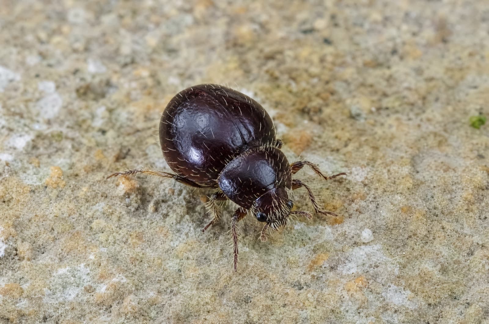 Spider Beetle — species photo