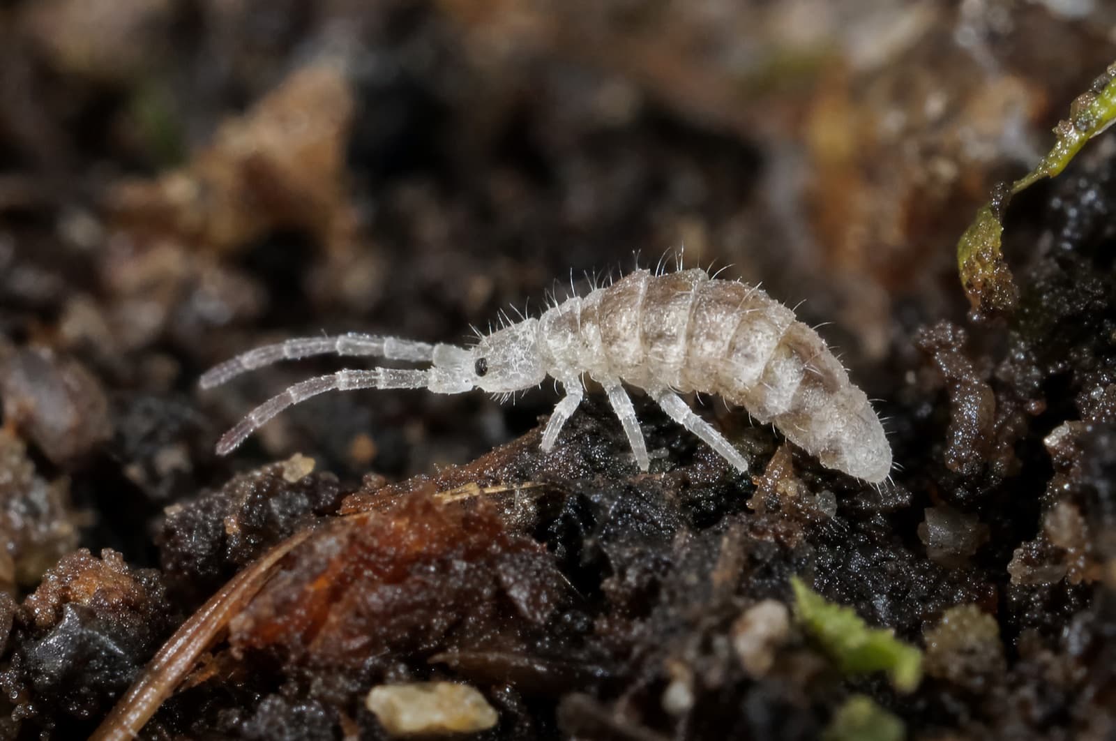 Springtail — species photo