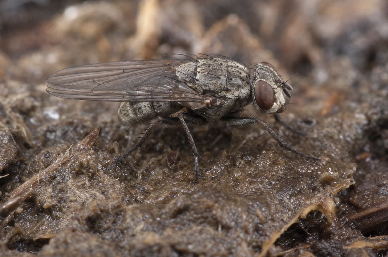 Stable Fly — species photo
