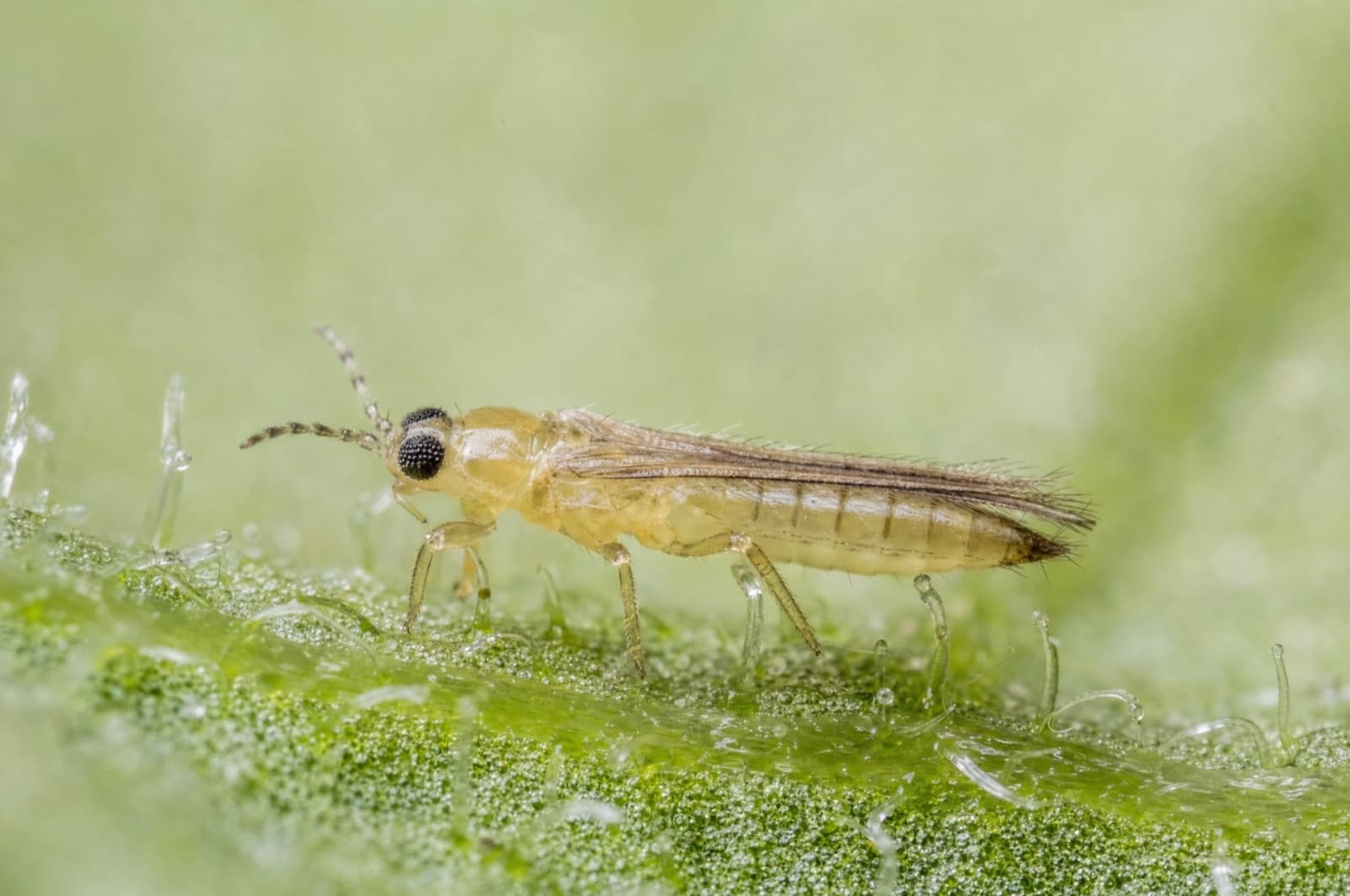 Thrips — species photo